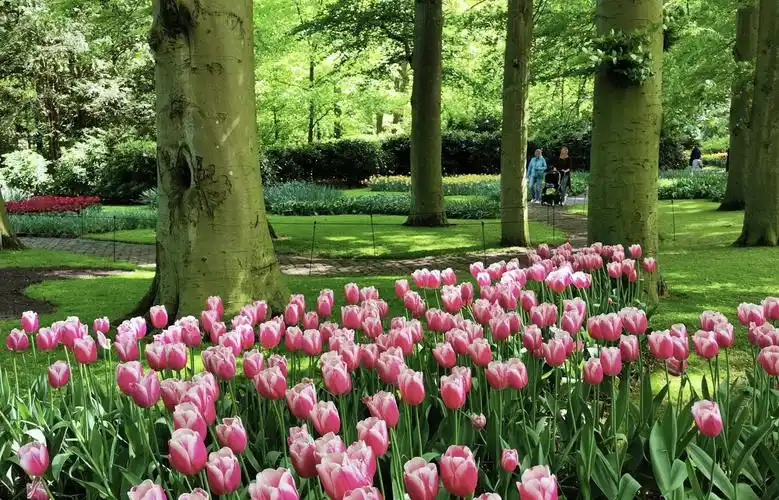 荷兰库肯霍夫郁金香公园的迷人风光