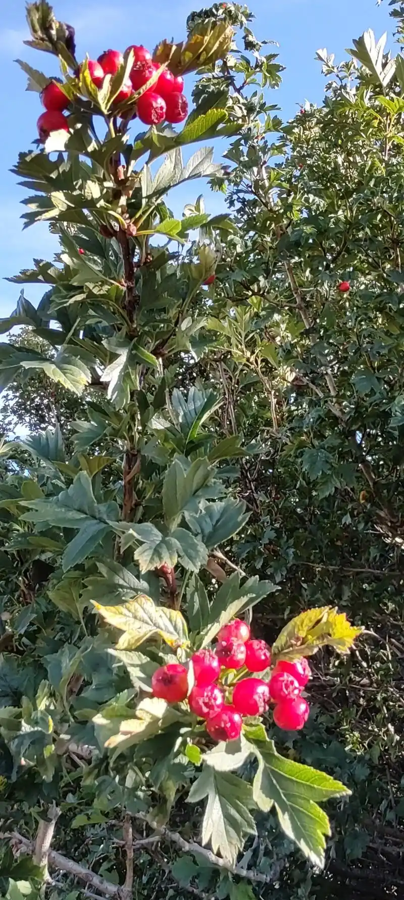 野生山楂树,宝贵的育种资源!美丽大草原,分布着一望无际的樟子 - 抖音