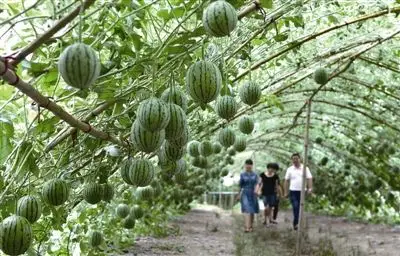 立体农业的介绍