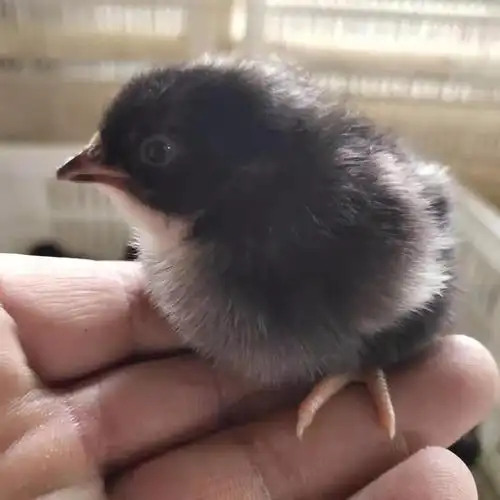 芦花鸡苗供应 隆航养殖 纯种芦花鸡 脱温芦花鸡苗价格 纯种土鸡|价格