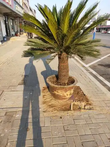 出售铁树两盆15162244111 - 同城交易 - 邳州论坛 - powered by