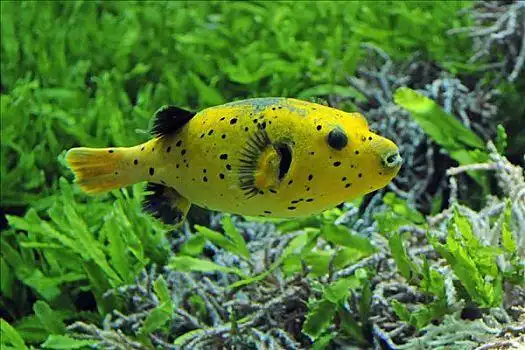 河豚图片_河豚图片大全_河豚图片素材