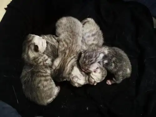 自己家刚出生的猫咪找主人美短幼崽