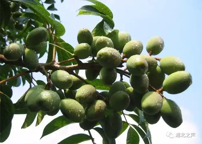 我为家乡代言 | 浦北百年野生橄榄化身绿色糕点,小清新的感觉无法拒绝
