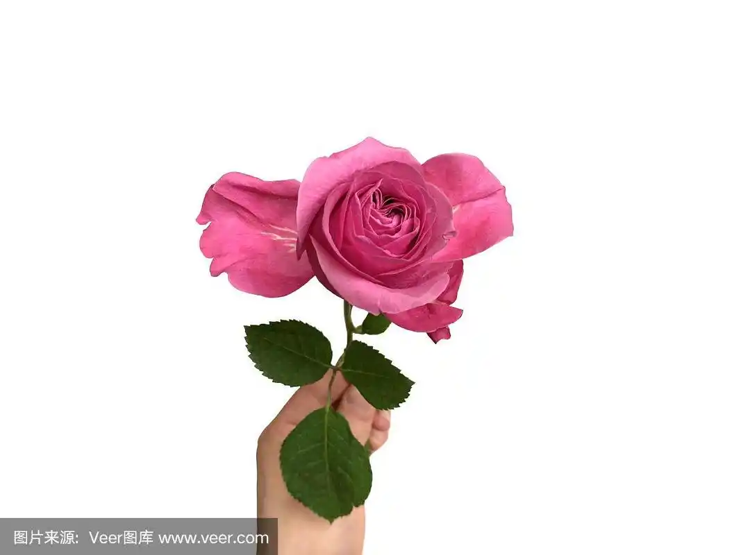 手握玫瑰在白色的背景
