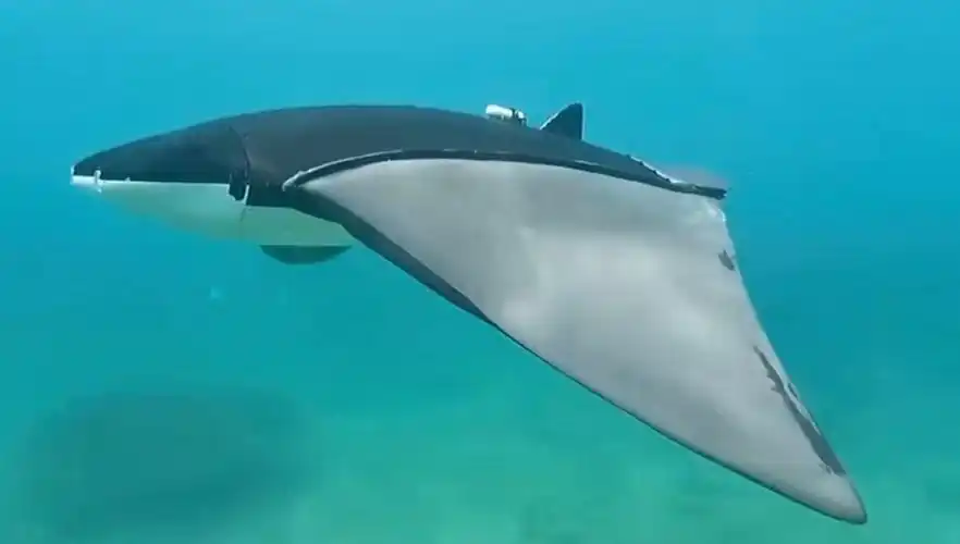 "比真鱼游得更好"蝠鲼潜水器登央视,保护珊瑚的监测仪器为何cos蝠鲼