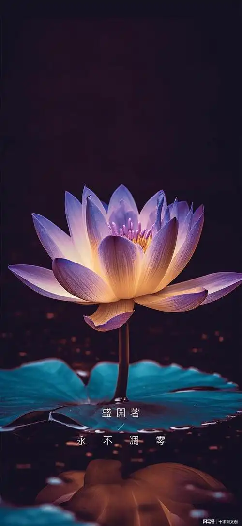 盛开着永不凋零许巍蓝莲花手机壁纸分享