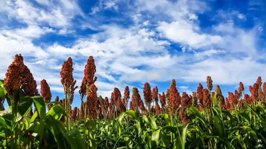 又是一年丰收时,正是这五谷飘香的季节,看那亩亩庄稼,远看好似翻滚的