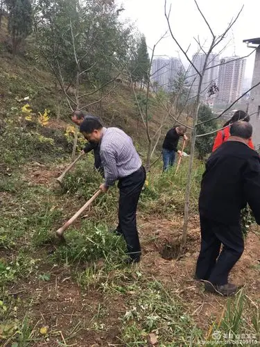 树徳小学向阳中队亲子活动--开荒种菜 劳动最光荣,太阳光金亮亮,雄鸡