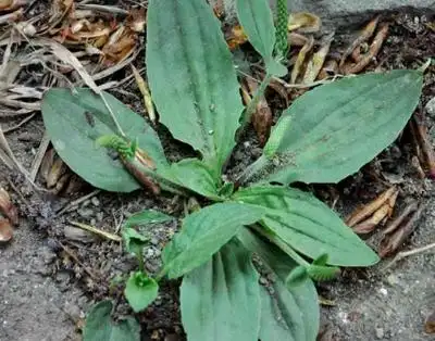 这种草名叫"驴耳朵",春天可做野味,夏秋可采入药,你见过吗?