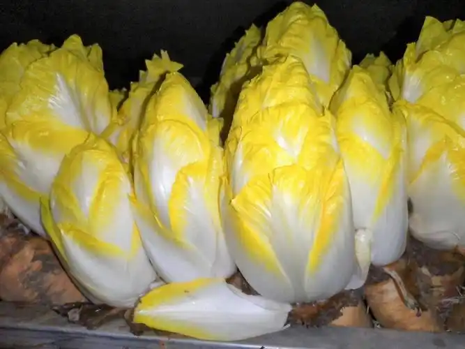 欧洲菊苣,金玉兰菜,产地直销,品质保证,价格优惠