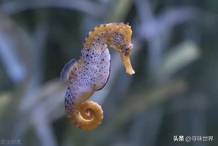 小知识:海马的活动方式是怎么样的特点(海马直立游泳食物无胃消化)-图