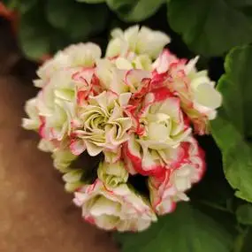 进口直立重瓣天竺葵红粉漫步苹果碗粉碗红碗日本碗丹尼斯碗易爆盆