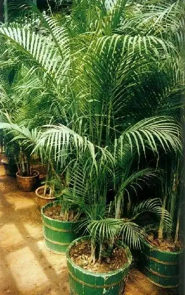 散尾葵:它绿色的棕榈叶对二甲苯和甲醛有十分有效的净化作用