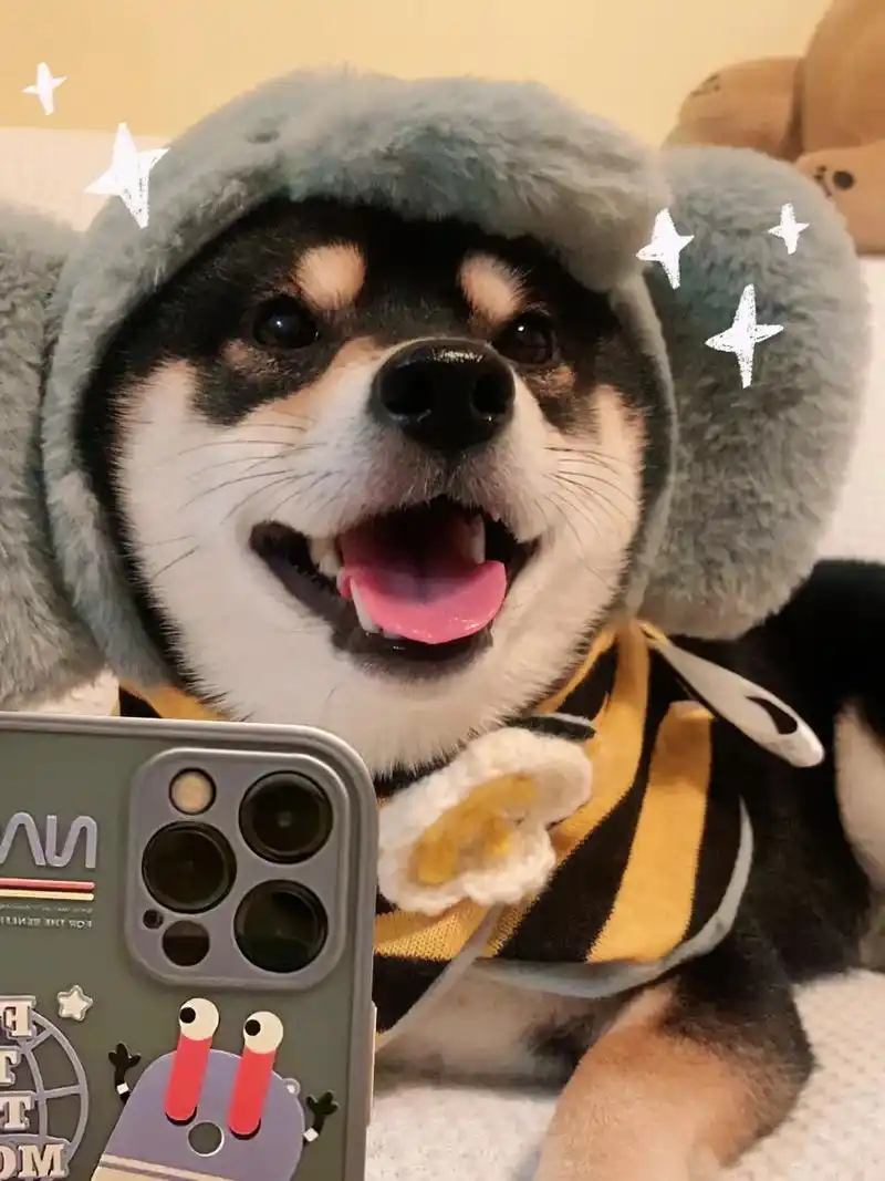 开心小狗上线09.#找到我的柴犬表情包出处了 #黑柴 #萌宠 - 抖音