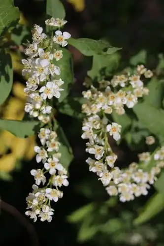 学摄影—花草篇(1)