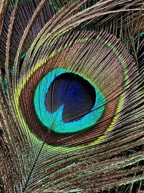 大自然是很神奇的孔雀的羽毛02色彩斑斓不同光线下会呈现不同的颜色