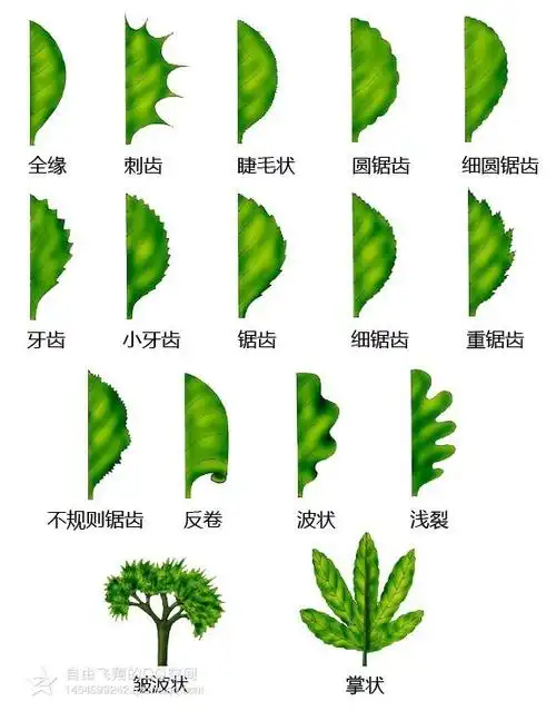 专业知识丨植物学形态术语教材版
