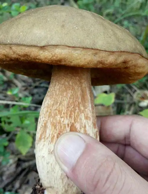 大脚菇,因其脚粗大而得名