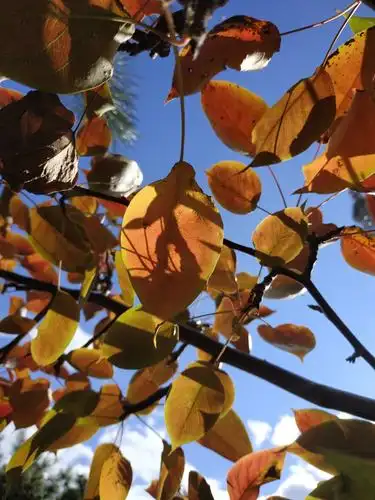 这个秋天,爱上叶子的美丽