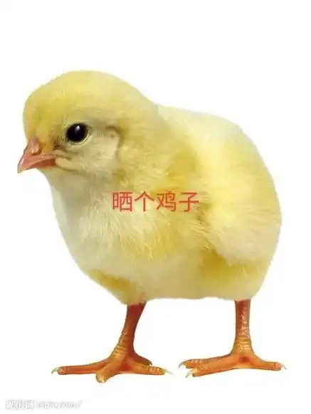 七夕节,晒个鸡子,晒个鸭子,晒个锤子,晒个毛线,哈哈哈! - 抖音