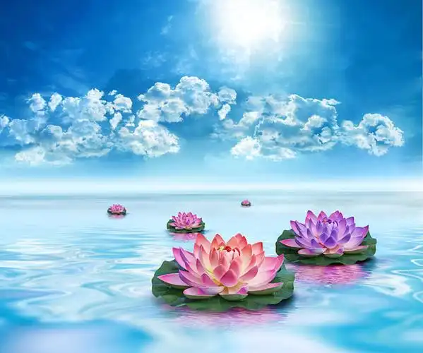 蓝天白云与荷花图片