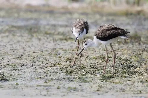 红腿娘子-黑翅长脚鹬育雏