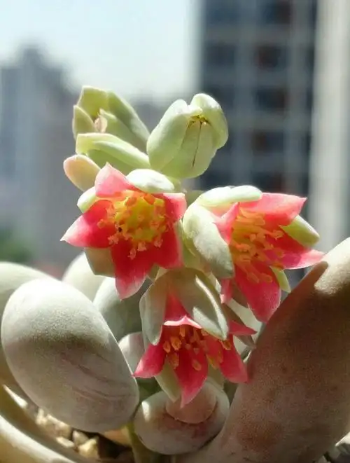 桃美人的花也很美啊