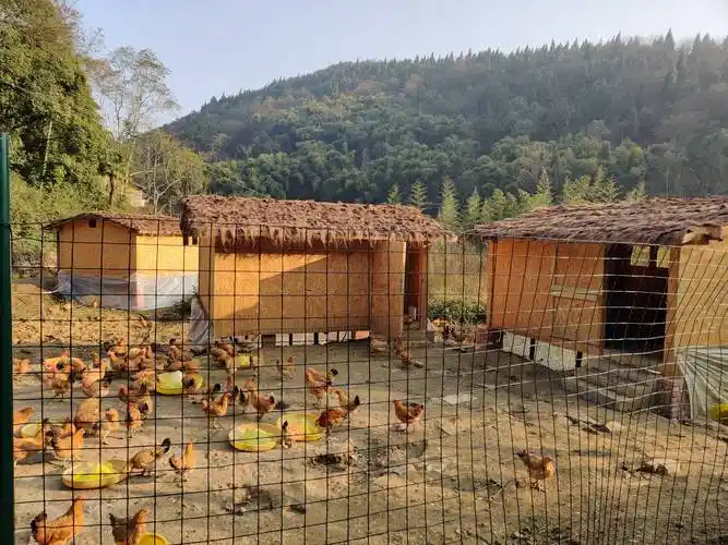 目前,公司正在依托"慧养鸡"平台对接相关金融机构,通过开放相关养殖