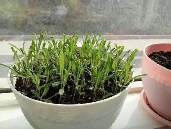 满天星小苗怎么养满天星种子发芽后养护方法