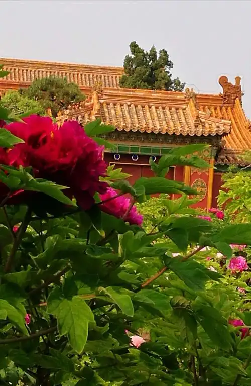 国色天香一景山公园牡丹花