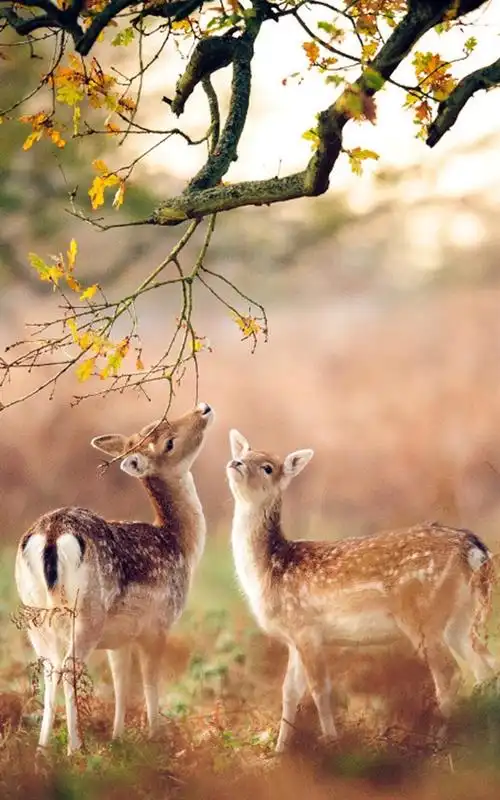 唯美小鹿摄影手机壁纸麋鹿摄影梅花鹿动物世界哺乳动物