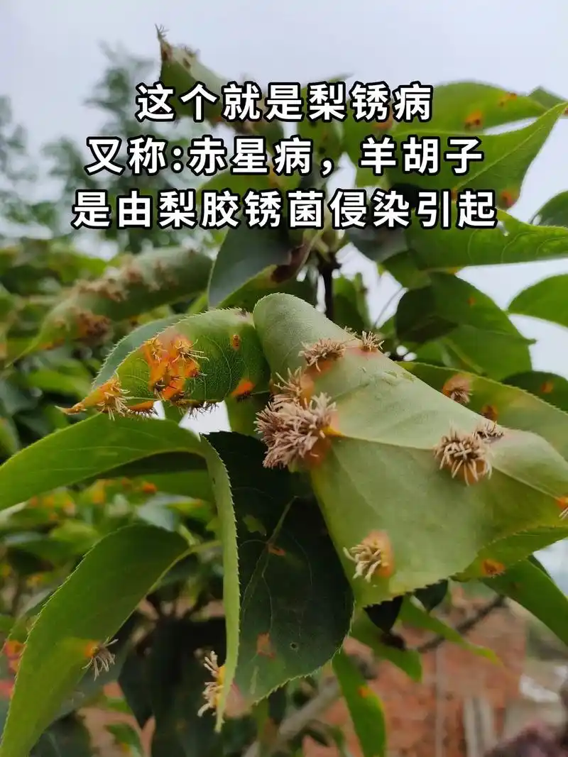 梨树的了锈病,如何防治?#梨树 #梨锈病 #梨树病害防治 # - 抖音