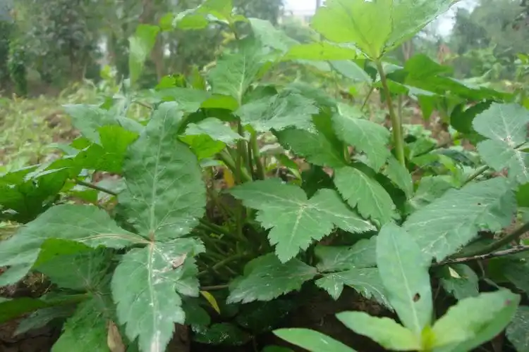 本草植物志之鸭脚板草冠名权在哪里究竟有多少鸭脚板