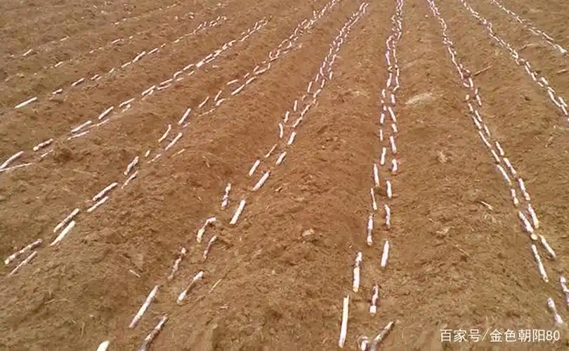 甘蔗- 热门商品专区