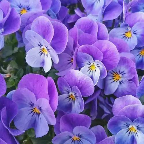 紫色的三色堇图片 其他种类的植物,三色堇,三色堇菜