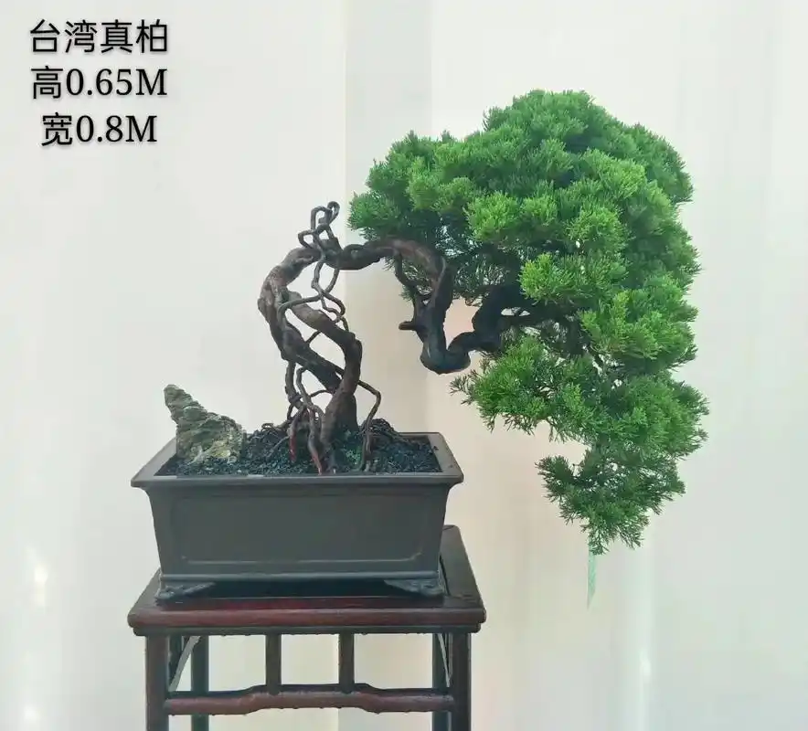 【真柏】盆景千年松 万年柏 万古长青,招财,镇宅!柏树的寓意 - 抖音