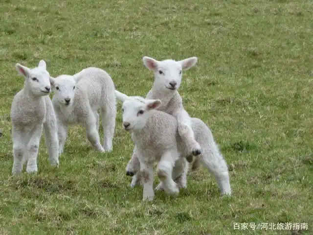 可爱的小羊,太萌了