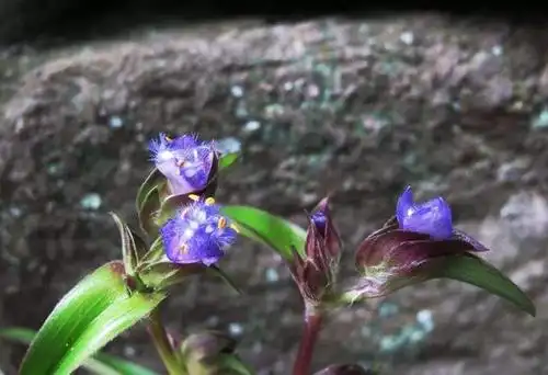 露水草是啥?养牛精髓其实是放牧和晨露