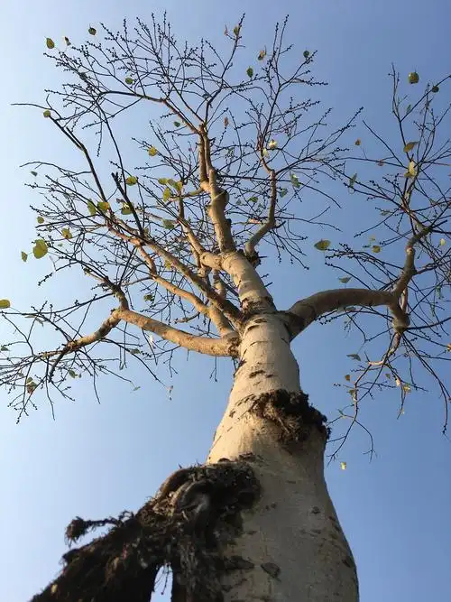 一三的相册-每棵树的样子