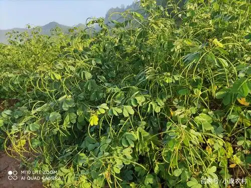 快要成熟的决明子.