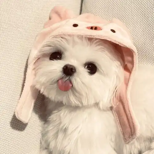 可爱头像萌宠头像狗狗头像2评论204更多所有评论你也来说些什么吧