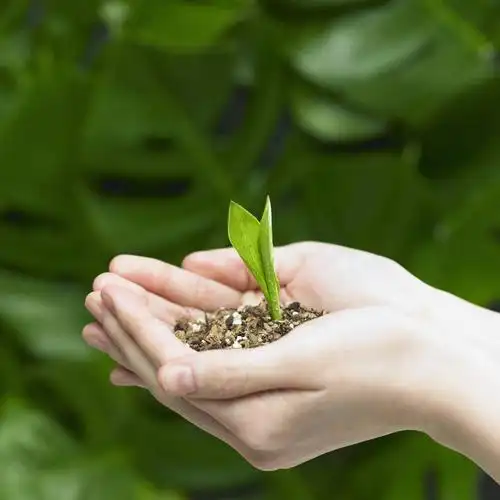 东方人,手,一个人,捧,方图,室外,特写,白天,正面,叶子,亚洲,双手,仅一