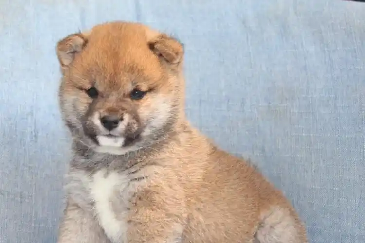 寻新家豆柴犬弟弟