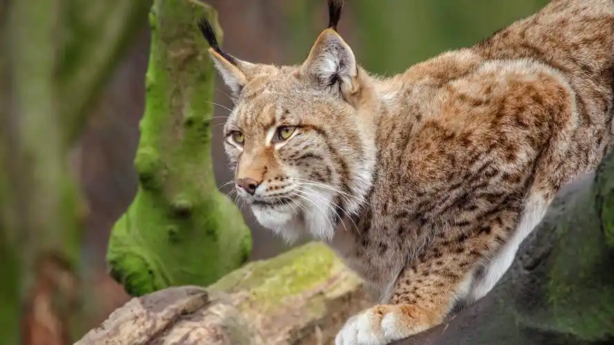 wildlife, lynx, paws