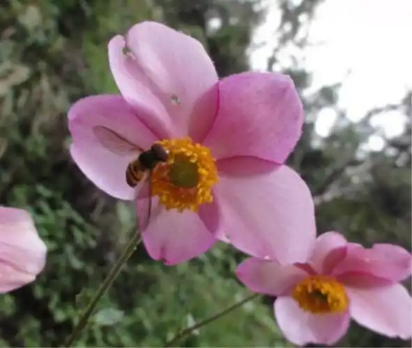 中草药打破碗碗花 盆栽地栽.