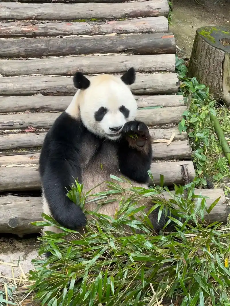给你们近距离看熊猫吃竹子,好肥啊星宝,而且公园门票才5块钱, - 抖音