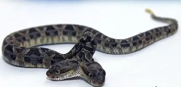 浙江当地出现双头蛇,隐藏哪些危机?