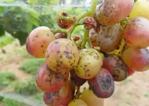 葡萄常见果实类病害及防治方法