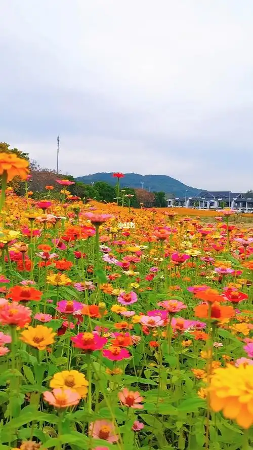 宁波江北荪湖公园花海